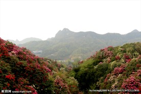 百里杜鹃