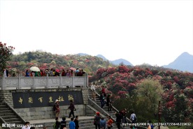 百里杜鹃