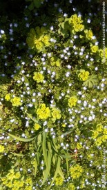 兰花草