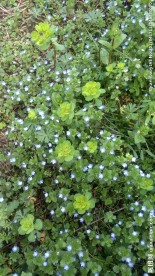 兰花草