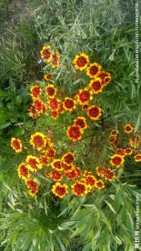 两色金鸡菊