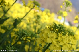 菜籽花 油菜花