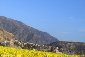 大山 油菜花