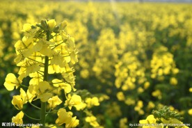 菜籽花 油菜花