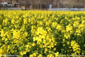 菜籽花 油菜花