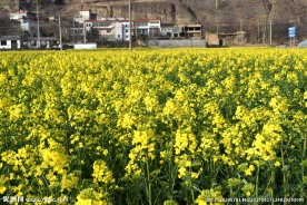 菜籽花 油菜花