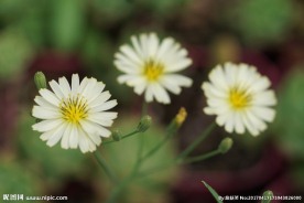 高清春天野花 蒲公英花