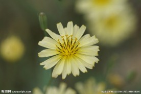 春天田野黄色花卉特写