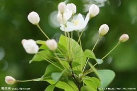 高清特写春天白色海棠花