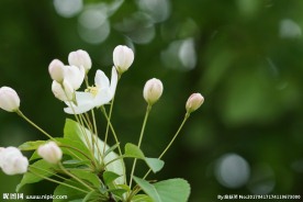 高清春天白色海棠花