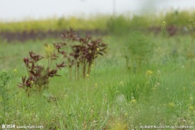 春天的田野 草地 绿色田野