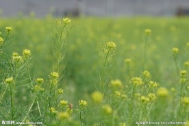 春天黄色野花 蒿草花