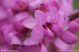 高清春天野花 紫色花朵