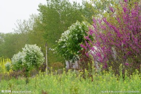 春天农村风景 乡村一角