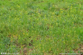 绿色田野 高清草地