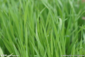 高清特写春天的绿色草地