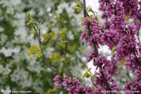 春天紫色观赏花