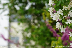 高清春天的白色海棠花