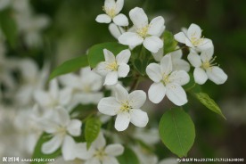 高清春天白色海棠花