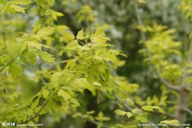 高清春天树叶特写