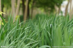 春天初夏高清青草树林