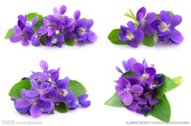 紫色鲜花