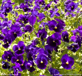 鲜花