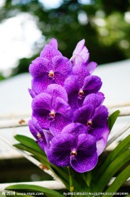 紫色鲜花