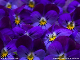 鲜花
