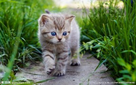 宠物猫