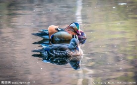 两只鸳鸯浮水图片