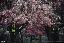 杜鹃花树