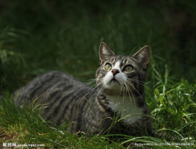 野猫