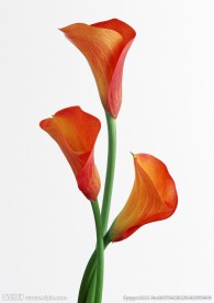 喇叭花
