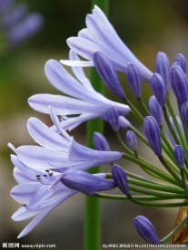 百子莲鲜花