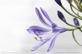 白莲子鲜花