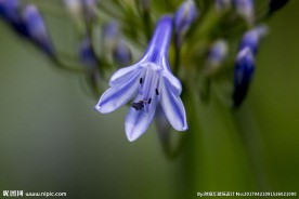 百子莲鲜花
