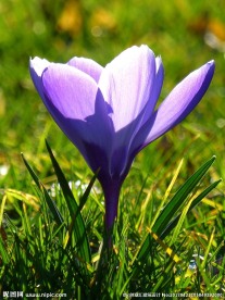 藏红花