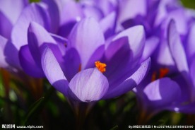 藏红花