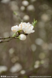 白桃花