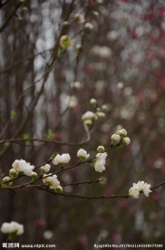 白桃花