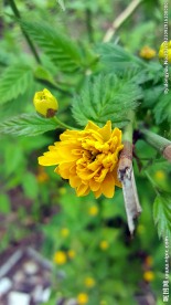 小花