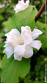 白色小花