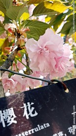 樱花
