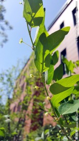 小花