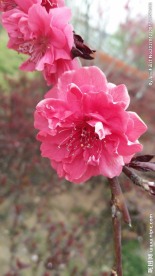 花朵
