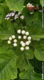 山楂花