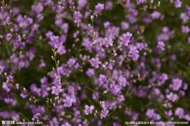 丁香花