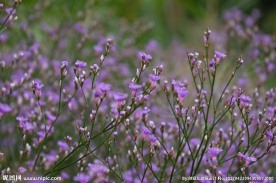 丁香花