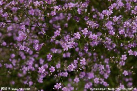 丁香花